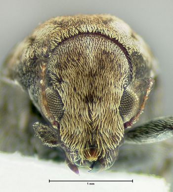 Media type: image;   Entomology 613507 Aspect: head frontal view